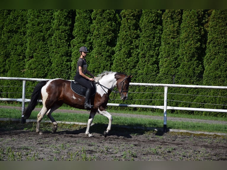 Polish Warmblood Mare 5 years 16,1 hh Pinto in Che&#x142;mno