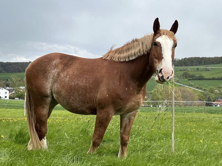 Polish Warmblood Mix Mare 6 years 15,1 hh Roan-Red in Waldems