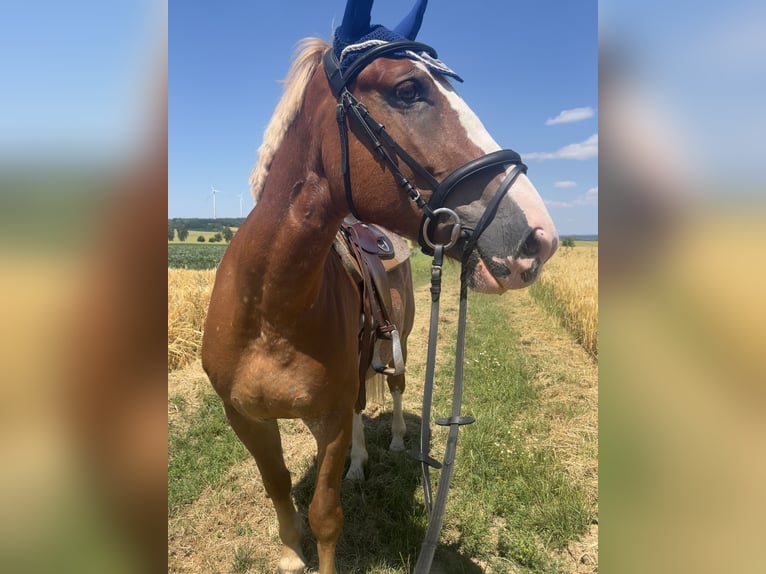 Polish Warmblood Mix Mare 6 years 15,1 hh Roan-Red in Waldems