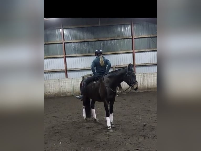 Polish Warmblood Mare 6 years 15,2 hh Bay-Dark in Kirchlinteln