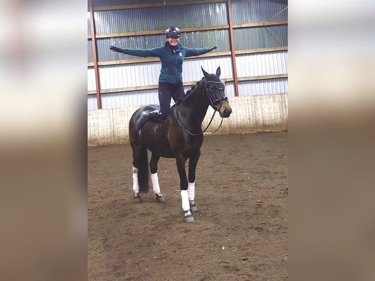 Polish Warmblood Mare 6 years 15,2 hh Bay-Dark in Kirchlinteln