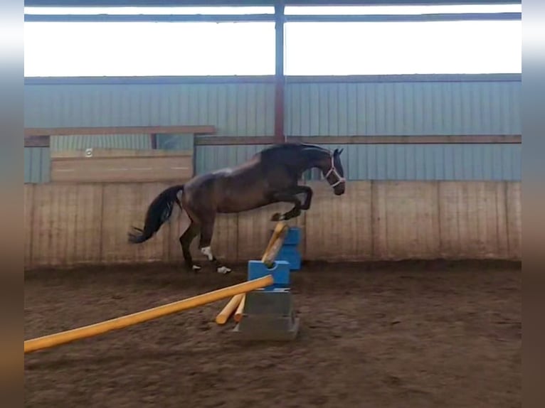 Polish Warmblood Mare 6 years 15,2 hh Bay-Dark in Kirchlinteln