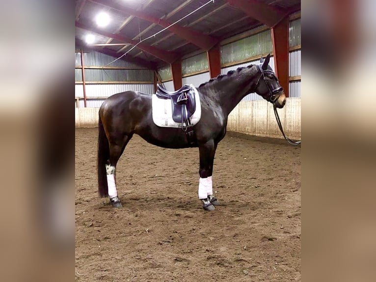 Polish Warmblood Mare 6 years 15,2 hh Bay-Dark in Kirchlinteln