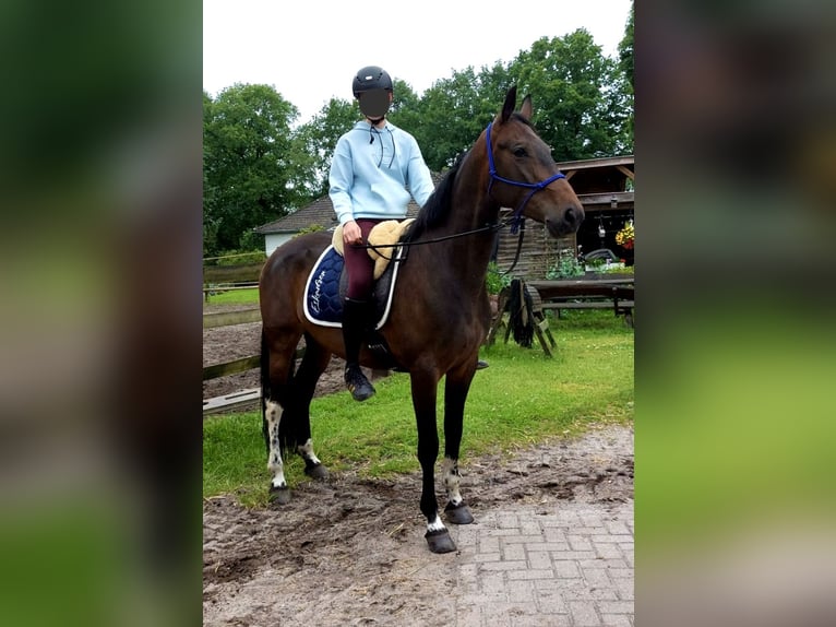 Polish Warmblood Mare 6 years 15,2 hh Bay-Dark in Kirchlinteln