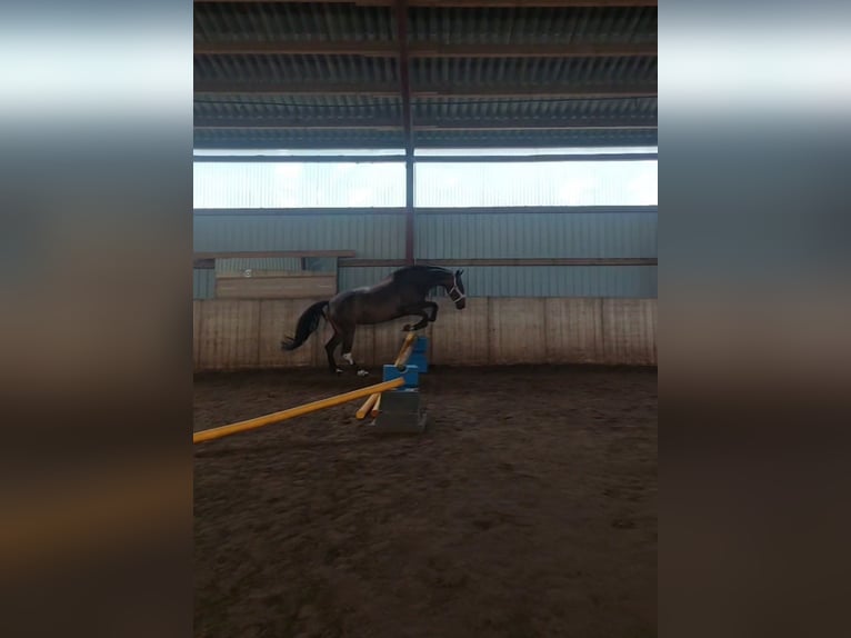 Polish Warmblood Mare 6 years 15,2 hh Bay-Dark in Kirchlinteln