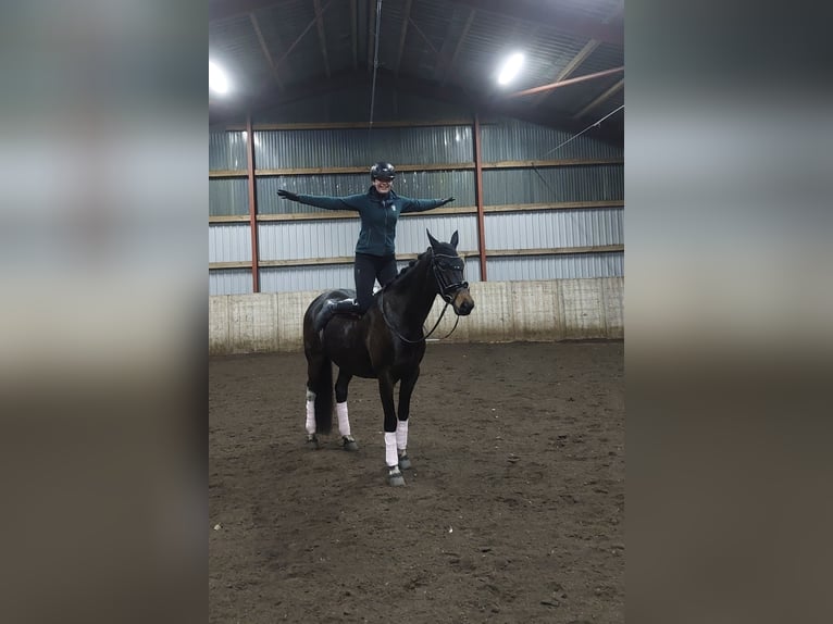 Polish Warmblood Mare 6 years 15,2 hh Bay-Dark in Kirchlinteln