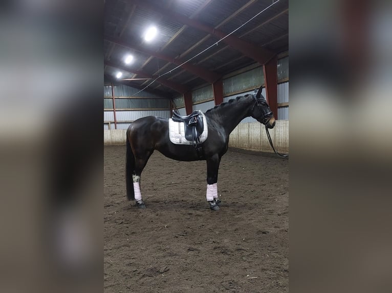 Polish Warmblood Mare 6 years 15,2 hh Bay-Dark in Kirchlinteln