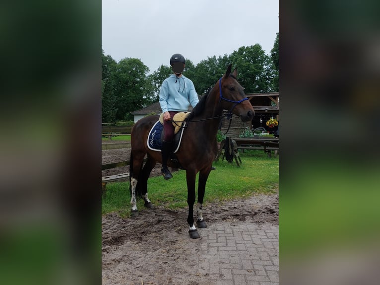 Polish Warmblood Mare 6 years 15,2 hh Bay-Dark in Kirchlinteln