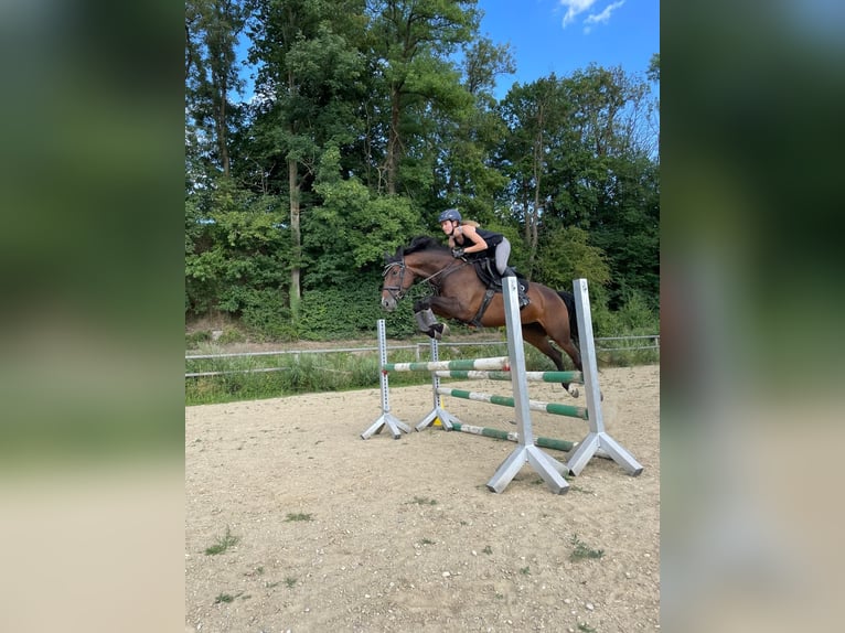 Polish Warmblood Mare 6 years 15,2 hh Brown in St. Pölten