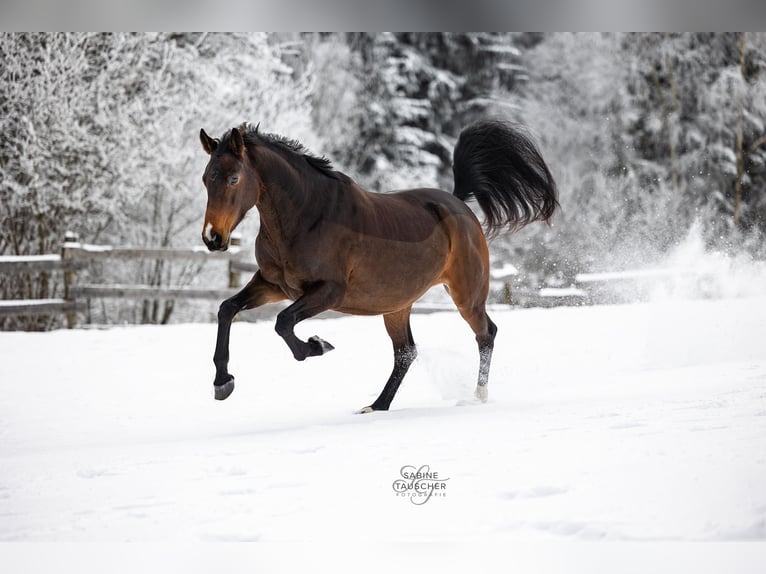 Polish Warmblood Mare 6 years 15,2 hh Brown in St. Pölten