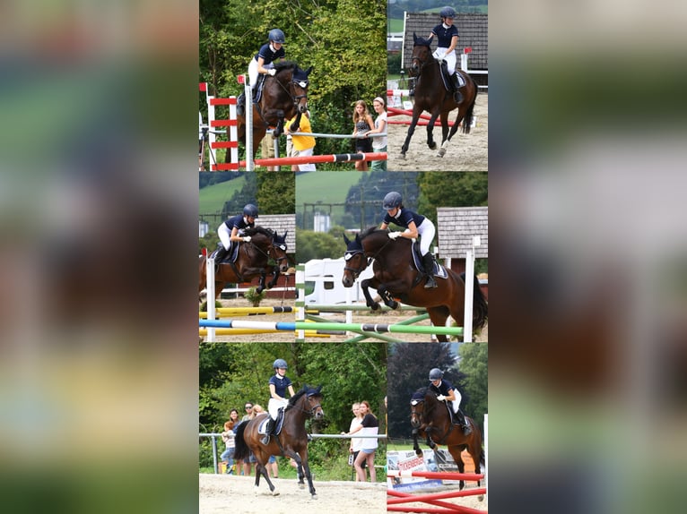 Polish Warmblood Mare 6 years 15,2 hh Brown in St. Pölten