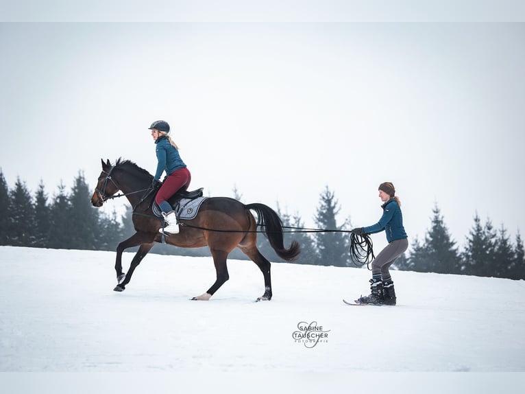 Polish Warmblood Mare 6 years 15,2 hh Brown in St. Pölten