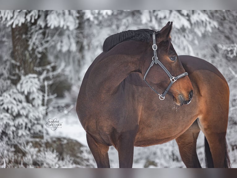 Polish Warmblood Mare 6 years 15,2 hh Brown in St. Pölten