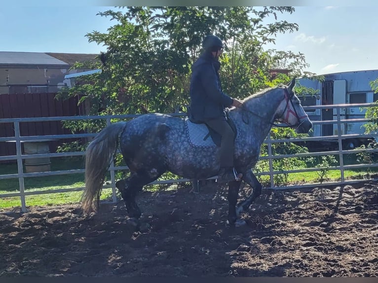 Polish Warmblood Mare 6 years 15,2 hh Gray-Dapple in Buttstädt