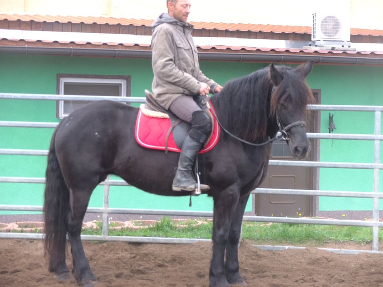 Polish Warmblood Mix Mare 6 years 15 hh Black in Buttstädt