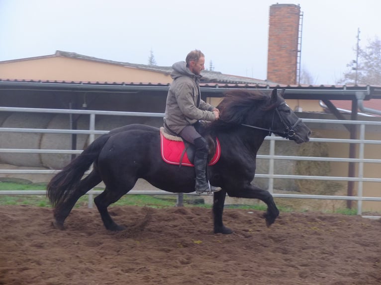 Polish Warmblood Mix Mare 6 years 15 hh Black in Buttstädt