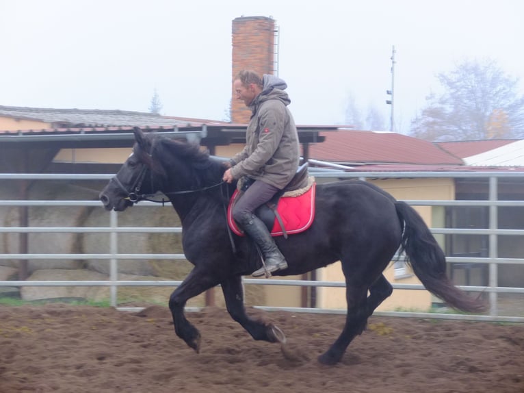 Polish Warmblood Mix Mare 6 years 15 hh Black in Buttstädt