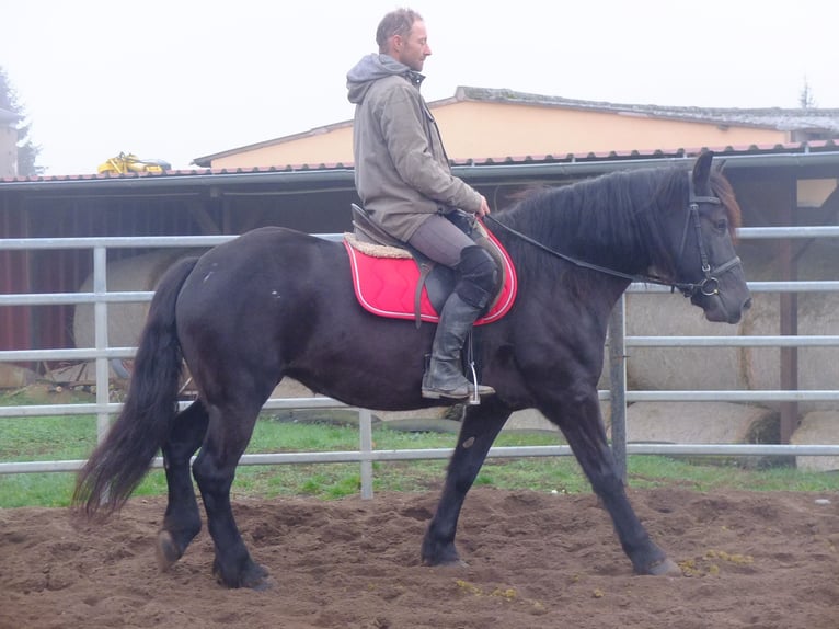 Polish Warmblood Mix Mare 6 years 15 hh Black in Buttstädt