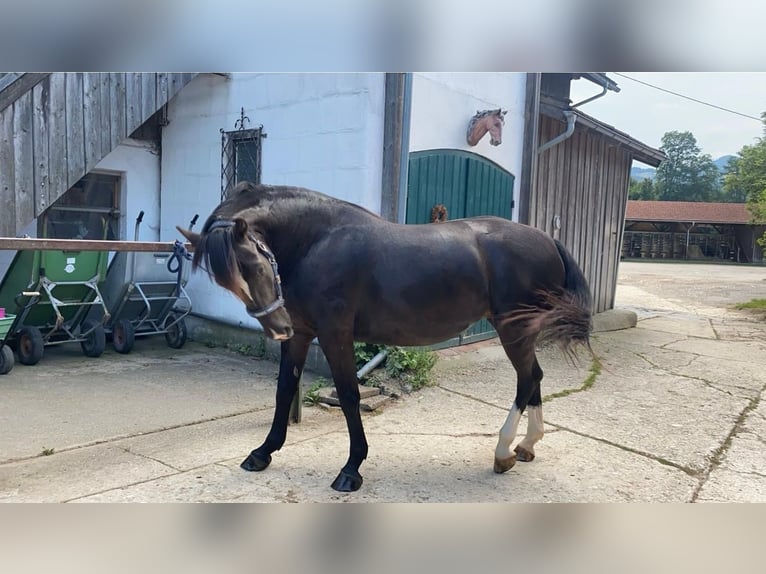 Polish Warmblood Mare 6 years 16,1 hh Bay-Dark in Oberaudorf