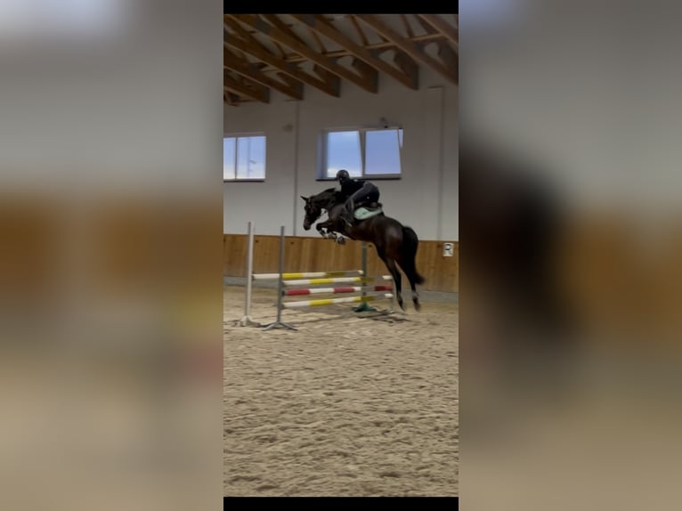 Polish Warmblood Mix Mare 6 years 16,1 hh Bay-Dark in Choroszcz