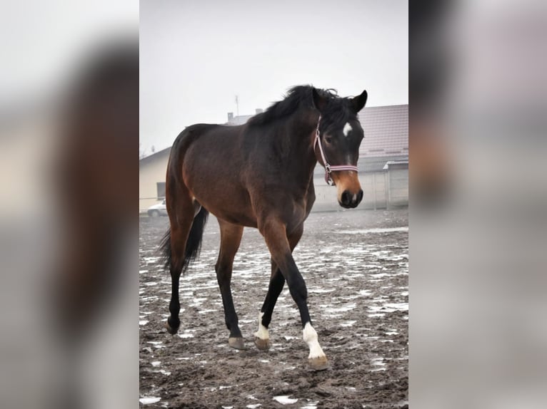 Polish Warmblood Mix Mare 6 years 16,1 hh Bay-Dark in Choroszcz