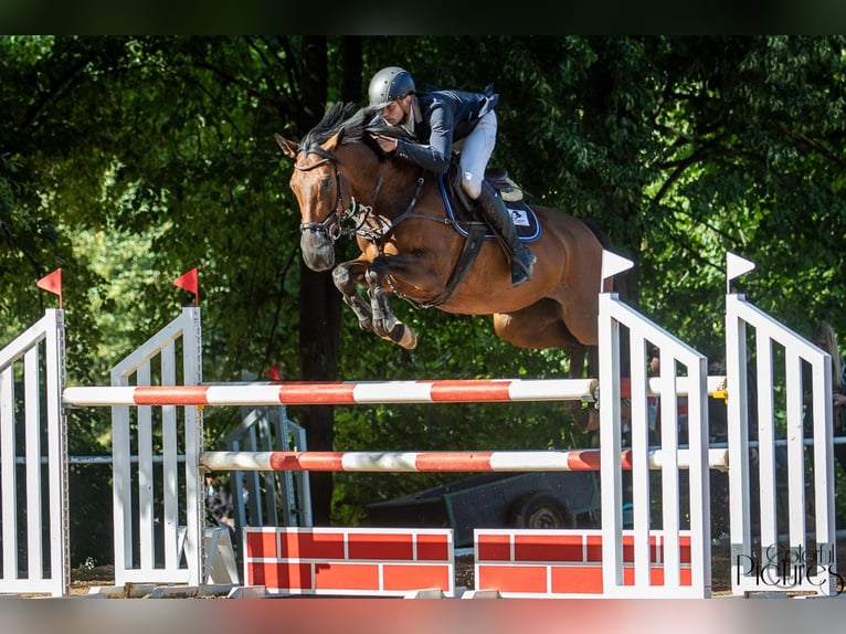 Polish Warmblood Mare 6 years 16 hh Brown in Neustadt in Sachsen