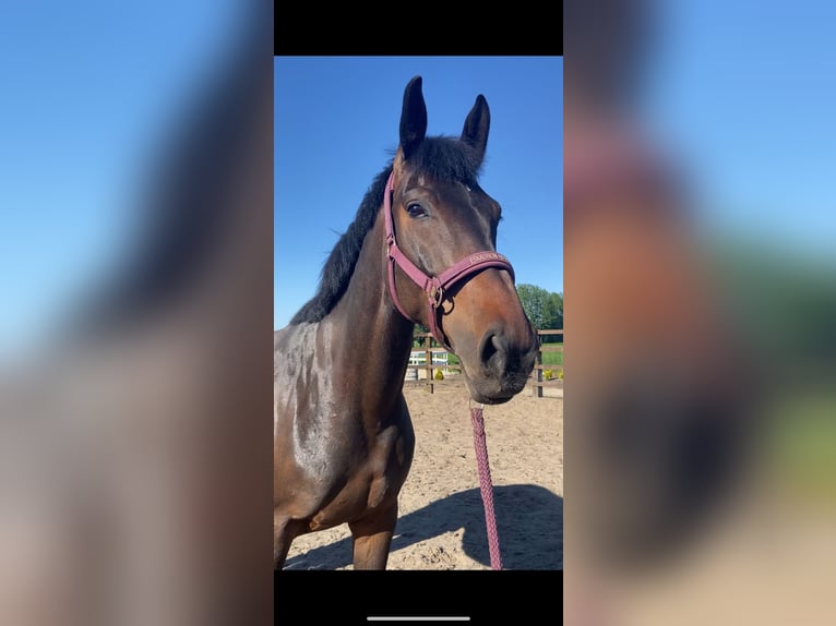 Polish Warmblood Mare 6 years 16 hh Smoky-Black in MosinaMosina