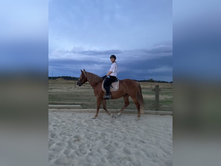 Polish Warmblood Mare 7 years 15,1 hh Chestnut-Red in Hohenthann