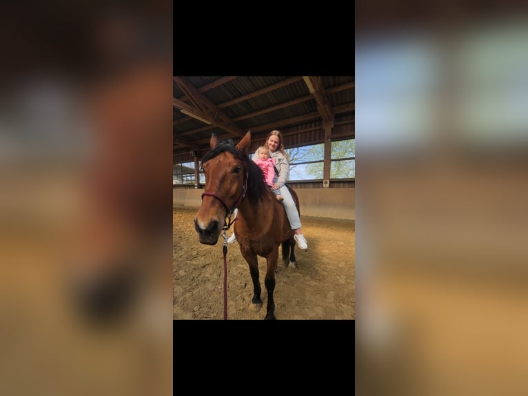 Polish Warmblood Mare 7 years 16,2 hh Brown in M&#xFC;lheim an der Ruhr