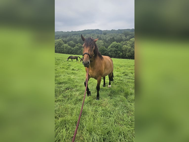 Polish Warmblood Mare 7 years 16,2 hh Brown in M&#xFC;lheim an der Ruhr