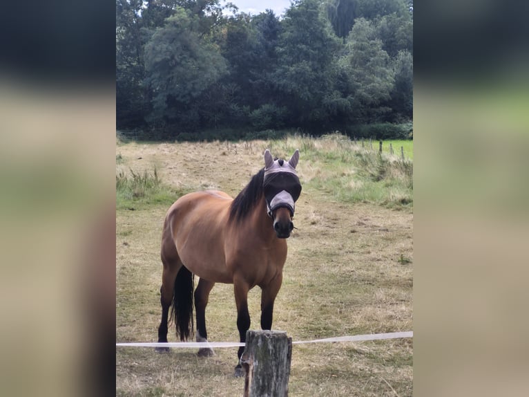 Polish Warmblood Mare 7 years 16,2 hh Brown in M&#xFC;lheim an der Ruhr