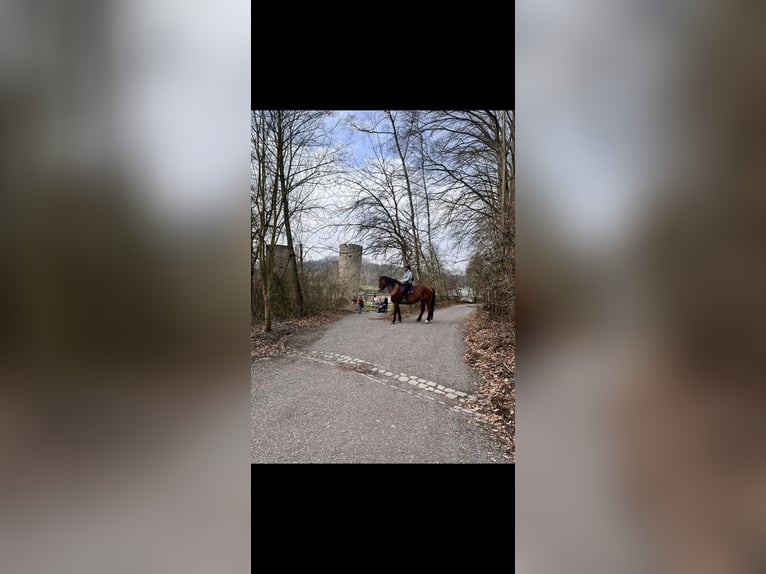 Polish Warmblood Mare 7 years 16,2 hh Brown in M&#xFC;lheim an der Ruhr