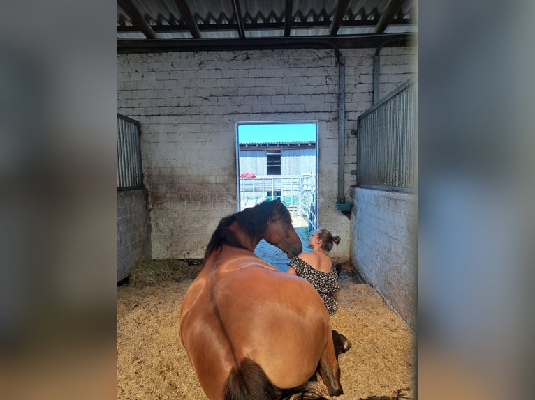 Polish Warmblood Mare 7 years 16,2 hh Brown in M&#xFC;lheim an der Ruhr