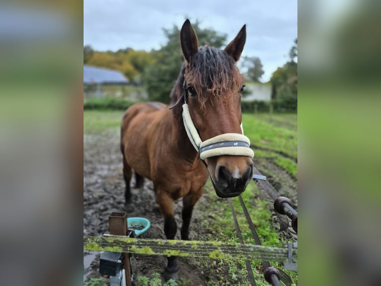 Polish Warmblood Mare 7 years 16,2 hh Brown in M&#xFC;lheim an der Ruhr