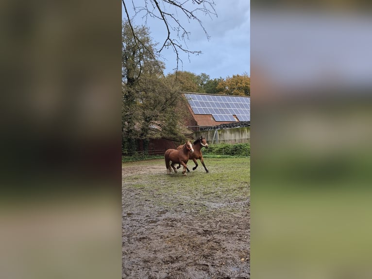 Polish Warmblood Mare 7 years 16,2 hh Brown in M&#xFC;lheim an der Ruhr