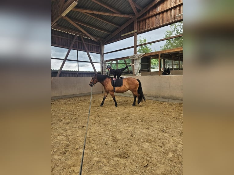 Polish Warmblood Mare 7 years 16,2 hh Brown in M&#xFC;lheim an der Ruhr