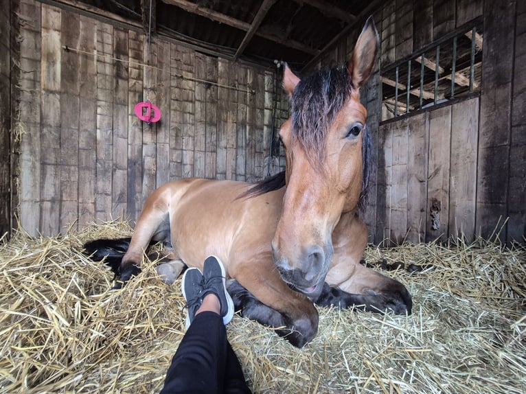 Polish Warmblood Mare 7 years 16,2 hh Brown in M&#xFC;lheim an der Ruhr