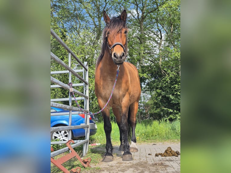 Polish Warmblood Mare 7 years 16,2 hh Brown in M&#xFC;lheim an der Ruhr
