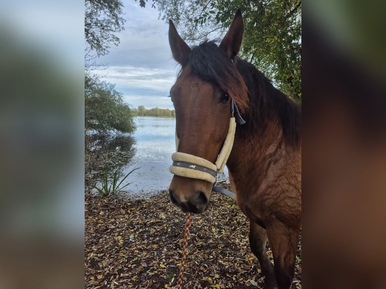 Polish Warmblood Mare 7 years 16,2 hh Brown in M&#xFC;lheim an der Ruhr