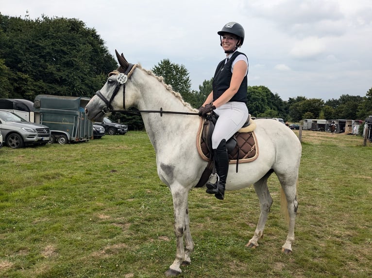 Polish Warmblood Mare 8 years 14,2 hh Gray in Raddestorf