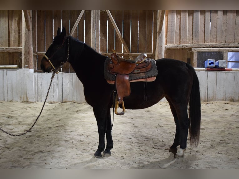 Polish Warmblood Mare 8 years 15,1 hh Bay-Dark in Freindorf