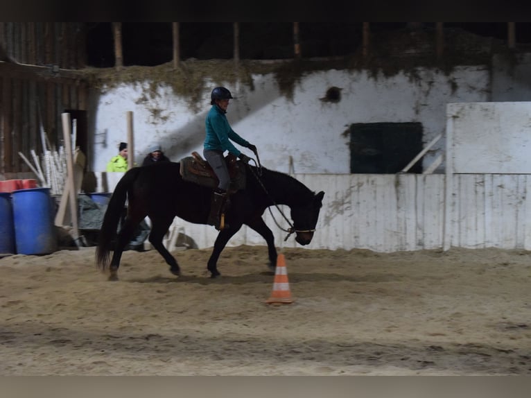 Polish Warmblood Mare 8 years 15,1 hh Bay-Dark in Freindorf