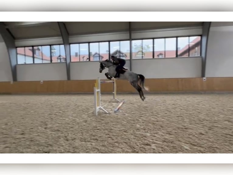 Polish Warmblood Mare 8 years 16,1 hh Gray in Tirschenreuth