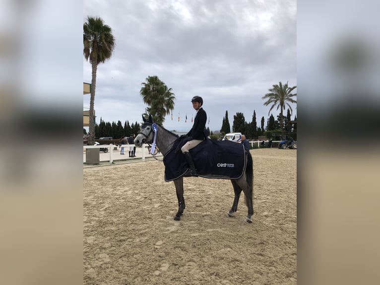 Polish Warmblood Mare 8 years 16,1 hh Gray in Tirschenreuth