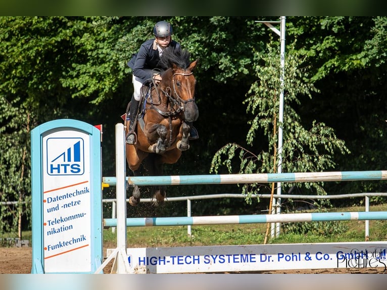 Polish Warmblood Mare 8 years 16 hh Brown in Neustadt in Sachsen