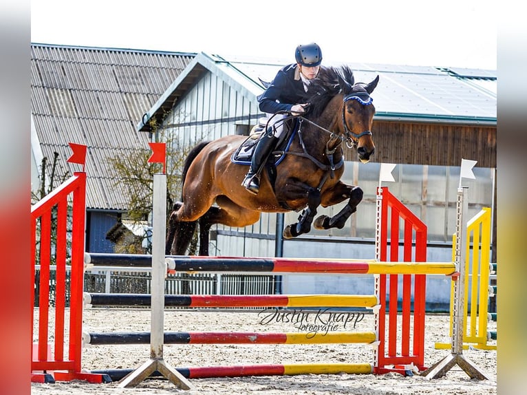 Polish Warmblood Mare 8 years 16 hh Brown in Neustadt in Sachsen