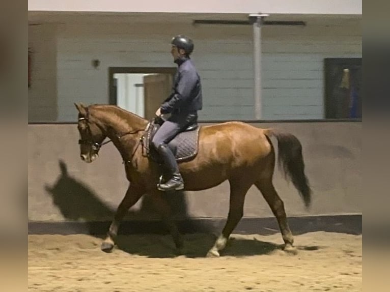 Polish Warmblood Mare 8 years 16 hh Chestnut-Red in Ganderkesee