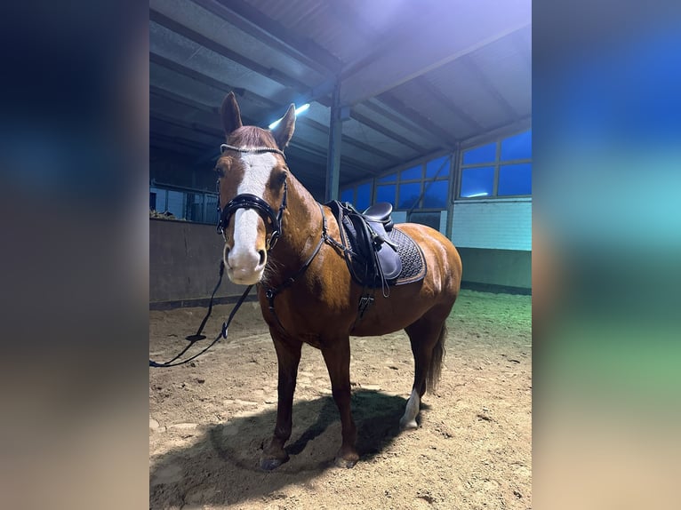 Polish Warmblood Mare 8 years 16 hh Chestnut-Red in Ganderkesee