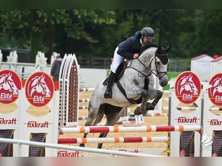Polish Warmblood Mare 8 years 16,1 hh Gray in Tirschenreuth