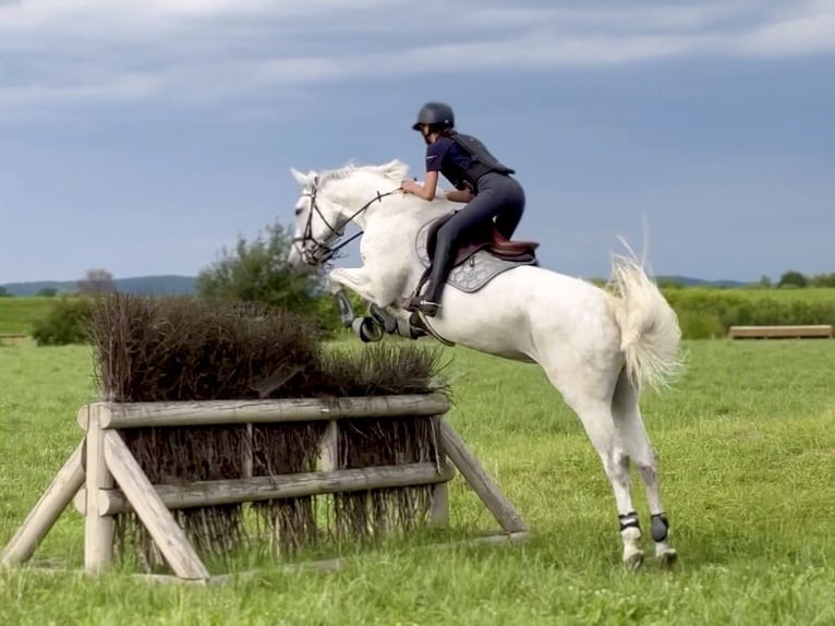 Polish Warmblood Mare 9 years 16,2 hh Gray in Łazy